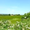 Hayton, Clarborough and the Green Lanes, Notts