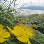 Rose of Sharon on the dunes