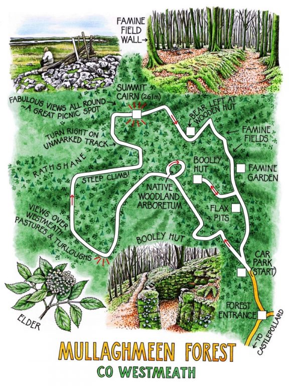 Walk of the Week - 4 Sept - Mullaghmeen Forest