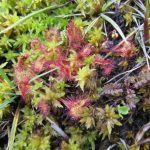 sundews